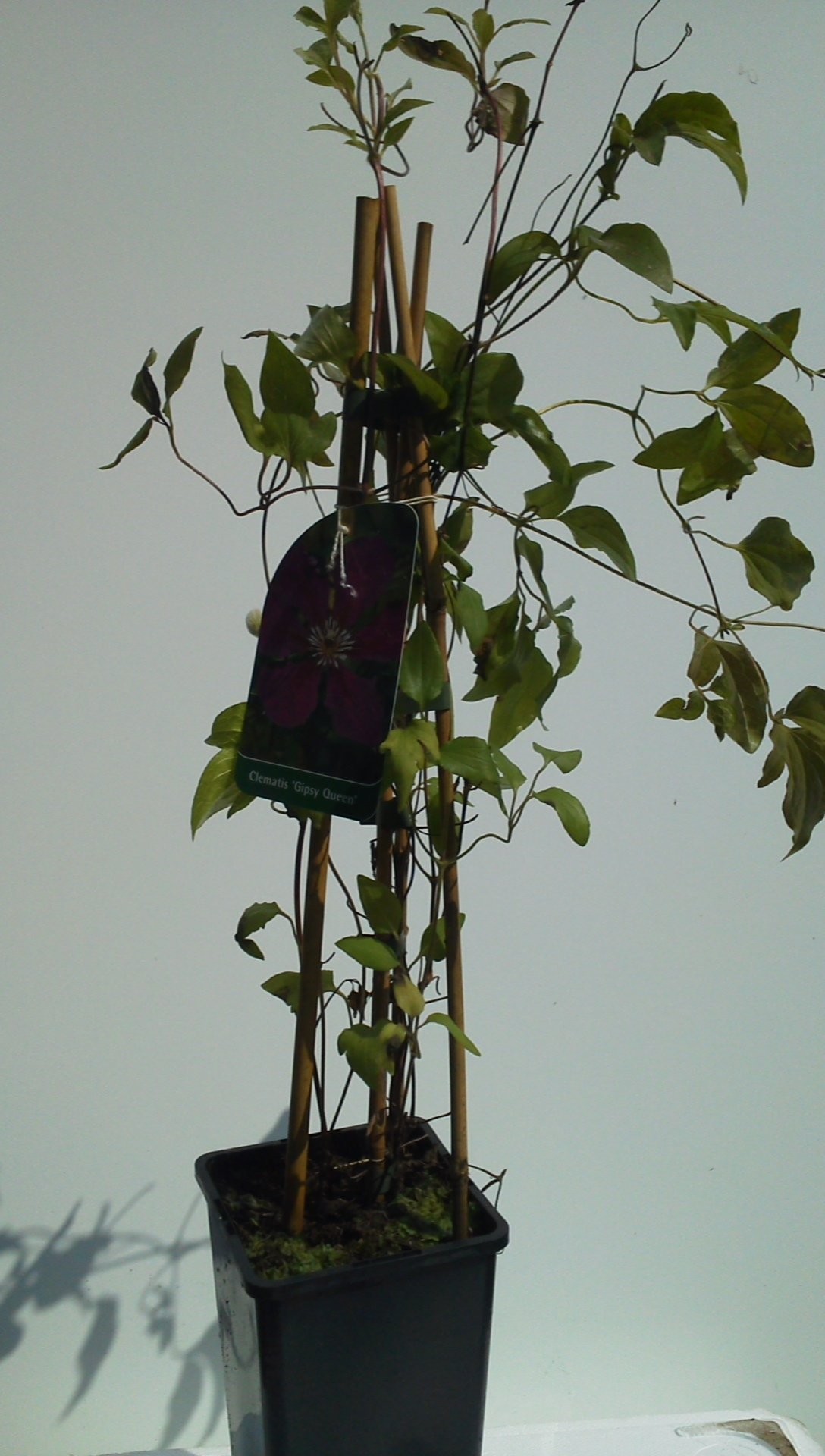 Clematis (powojnik) — zdjęcie 3