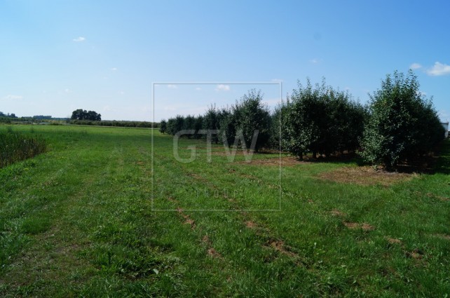 Sprzedam działkę rolno-budowlaną pod Firmę o pow 4 h szer-300m dł-250  — zdjęcie 1