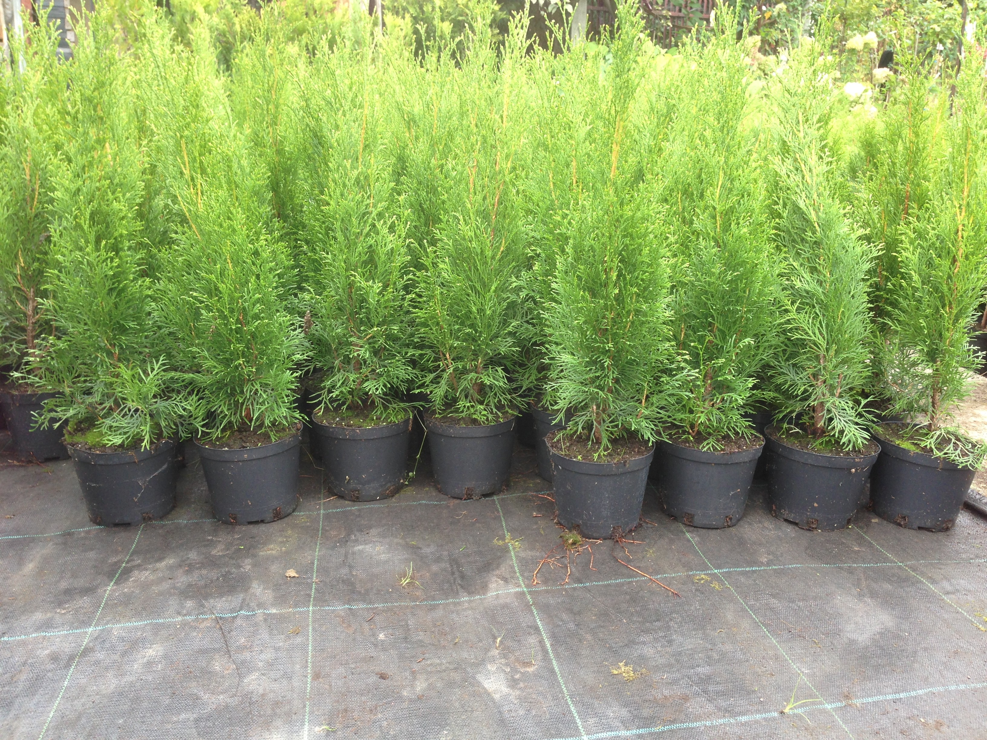 Thuja Szmaragd SHMARAGD TUJA TUJE wys 50 - 60 CM PROMOCJA !!! — zdjęcie 2