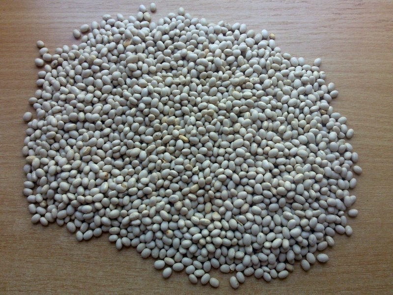 fasola paszowa