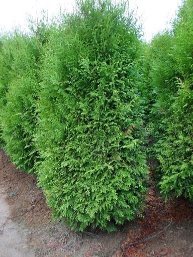 Tuje szmaragd Śląsk thuja tuja wysokie Katowice Ustroń tanio najtaniej — zdjęcie 2