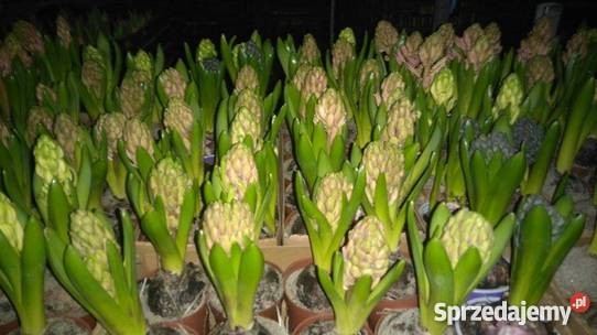 Narcyzy krokusy tulipany hiacynty — zdjęcie 1