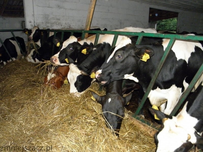 Jałowki Holsztynofryzyjkie i Simmental — zdjęcie 5
