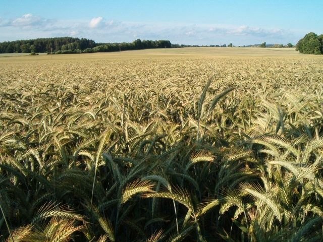 Gospodarstwo Rolno-Nasienne — zdjęcie 3