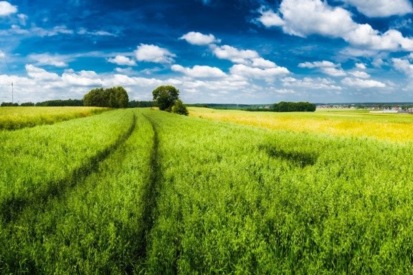 gospodarstwo 208 hektarów ziemia orna