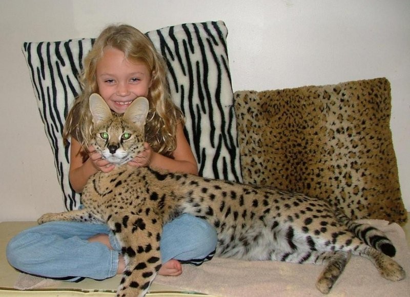 Savannah and Serval kiitens for sale
