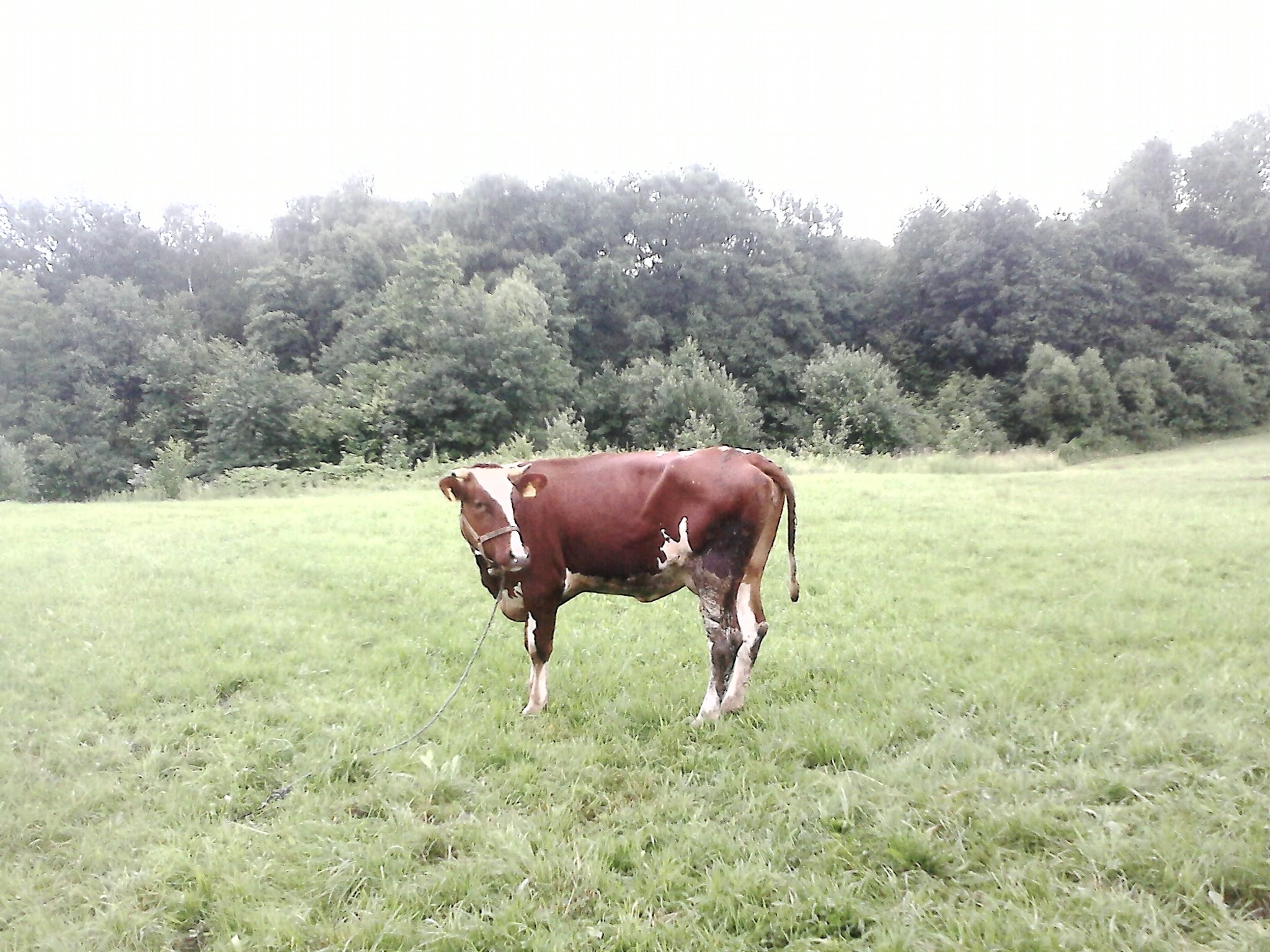 Sprzedam Bydło — zdjęcie 2