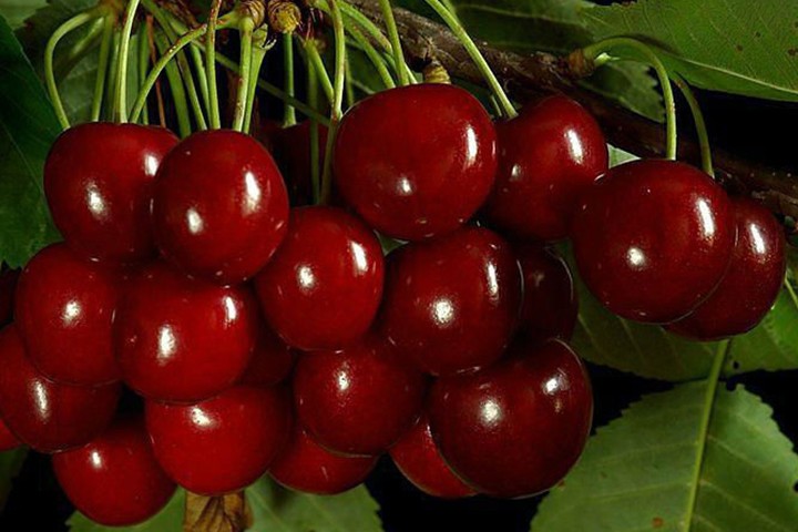 Czereśnia prunus avium