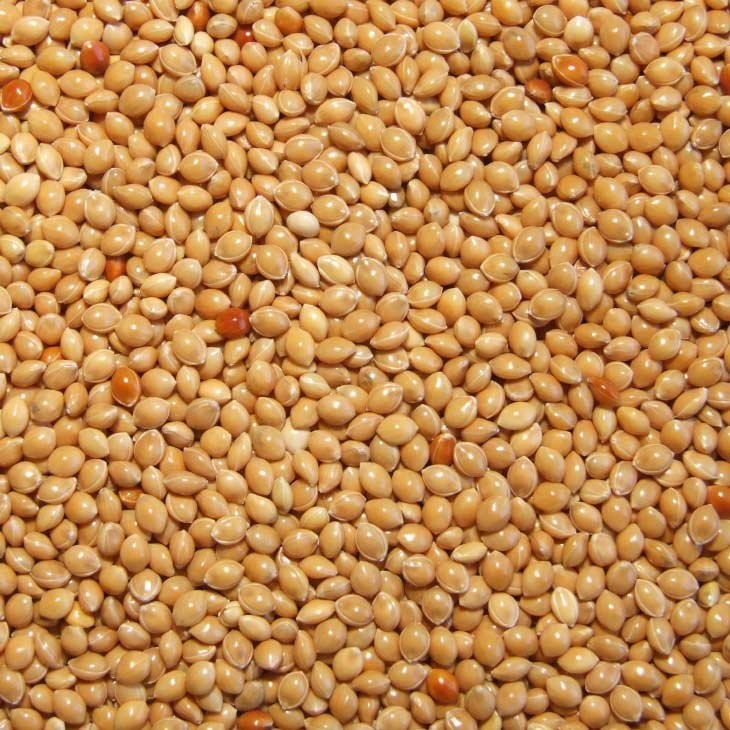 Sprzedam sorgo, soje, proso. — zdjęcie 3