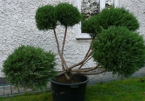 Krzewy ozdobne, cięte i szczepione na "bonsai", k/ — zdjęcie 3