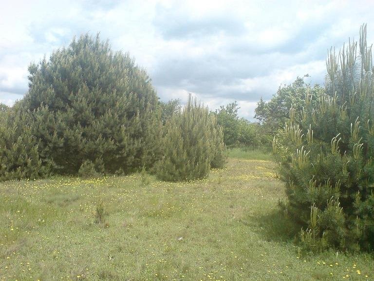 działka budowlana nad jeziorem białym Gorzewo/k Go