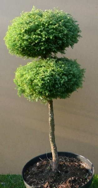 Krzewy ozdobne, cięte i szczepione na "bonsai", k/ — zdjęcie 2