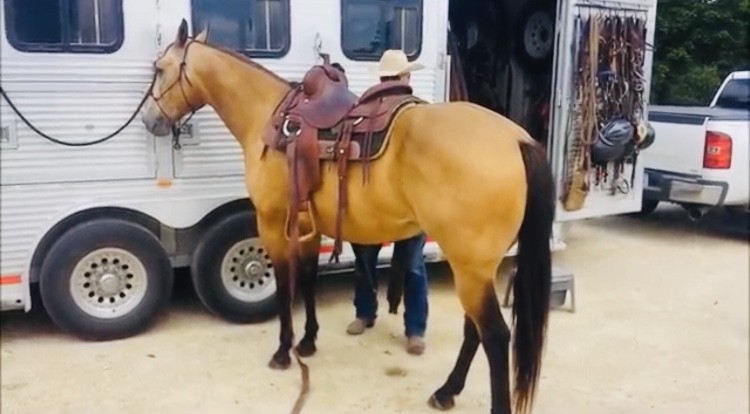 Buckskin čtvrtletí kůň valach   (Stann) je připraven k lepení, úžasný  — zdjęcie 2