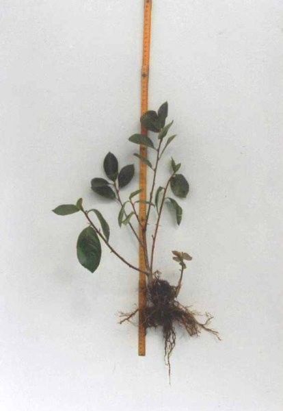aronia, sadzonki aronii — zdjęcie 3