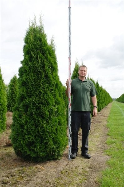 Thuja Smaragd,Brabant Przed Podwyżką!100cm- 350cm — zdjęcie 1