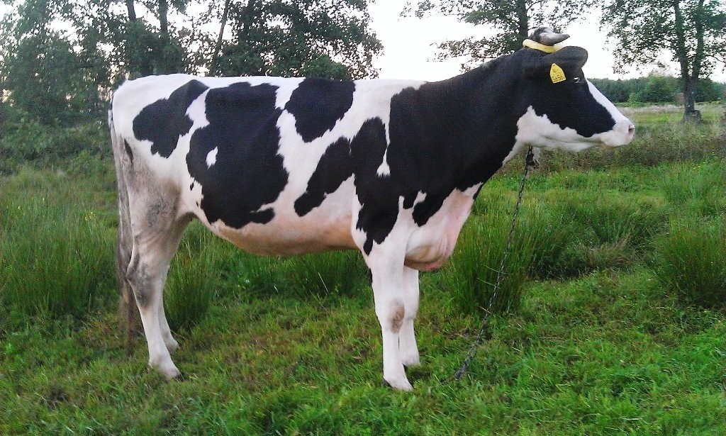 Wysokocielna jałówka 100%HF — zdjęcie 1