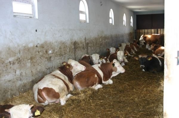 Byki mięsne Simentaler sprzedam — zdjęcie 1