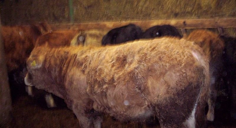 sprzedam 10 mięsnych byczków w wadze 250-300 kg — zdjęcie 4
