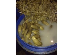 sprzedam ogórki kwaszone — zdjęcie 1