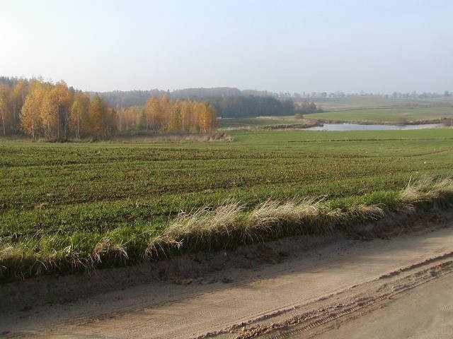 Mazury -10ha ze stawem przy lesie — zdjęcie 2