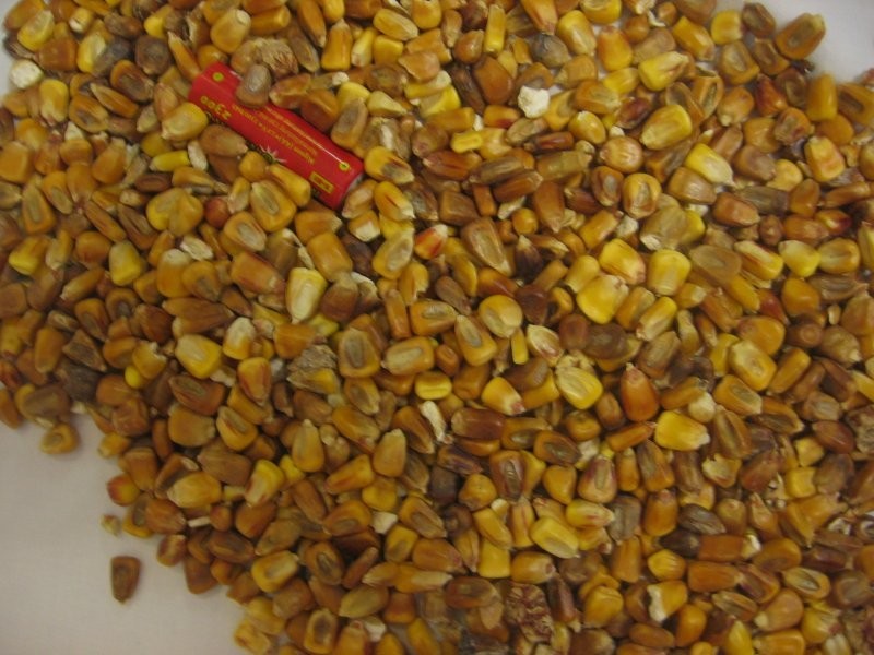 zdecydowanie kupie