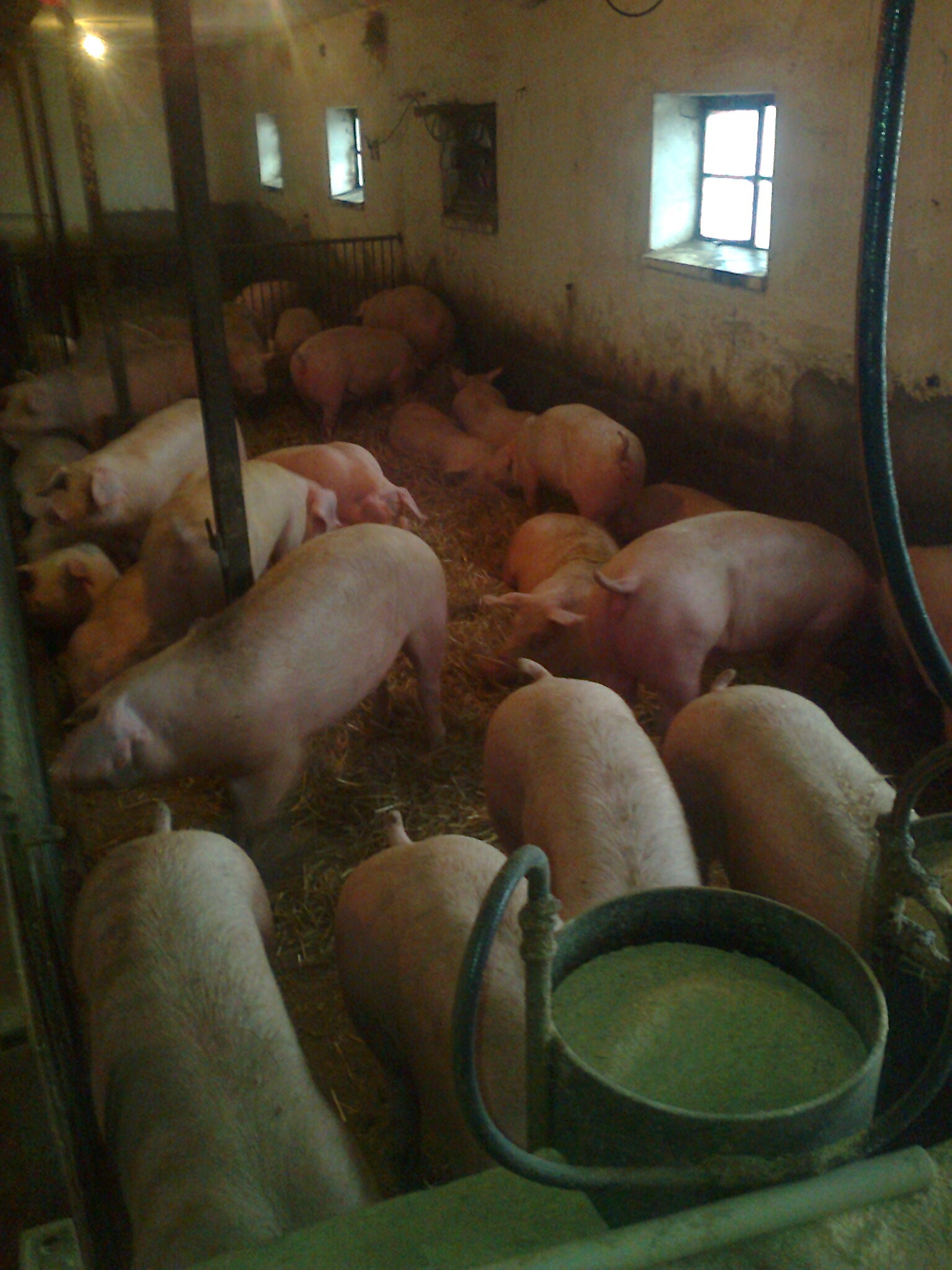 loszki knurki pbz duroc duroc/pietren — zdjęcie 1