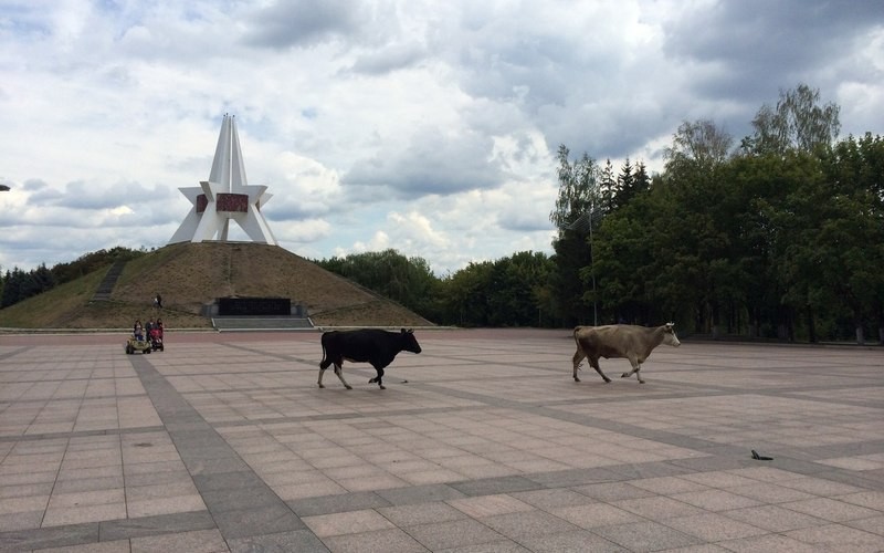 Ukraina. Siano lakowe 70 zl/tona, orzechy wloskie luskane,pestki dyni