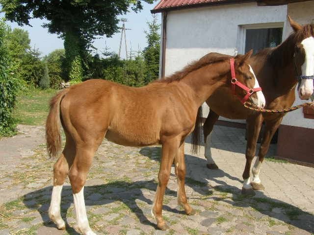 ogierek kasztanek wielkopolski — zdjęcie 2