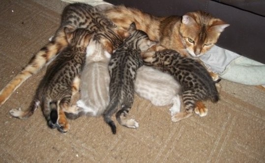 Bengal-Katze für ein gutes Zuhause. — zdjęcie 1