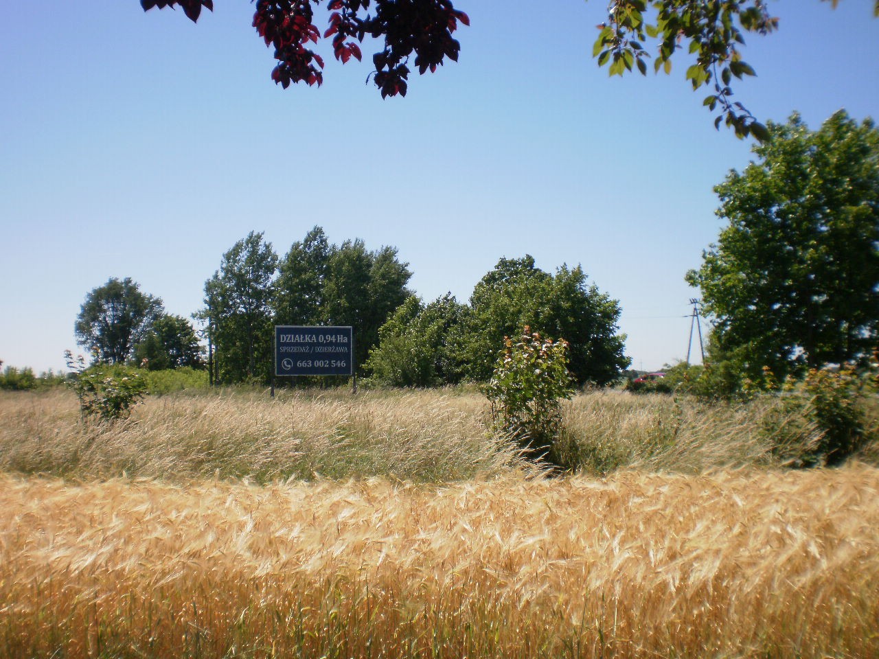 KAWCZYN k/Kościana sprzedam 9400 m2 — zdjęcie 5
