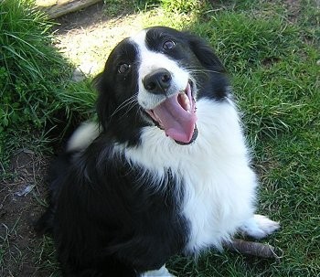 border collie pasterz — zdjęcie 1