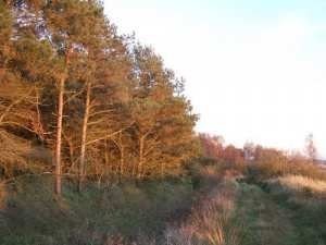 Działki nad morzem, grunt rolny, Dźwirzyno — zdjęcie 2