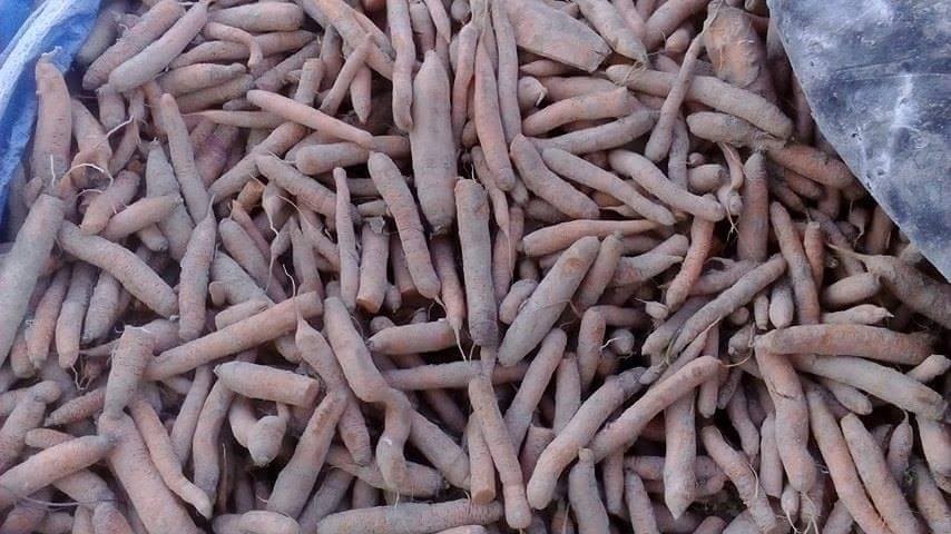 Marchew Jadalna Sokowa Słodka 70 ton — zdjęcie 1
