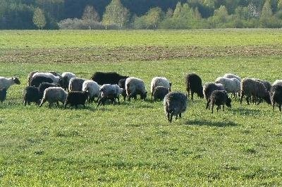 Owce wrzosówki z gospodarstwa ekologicznego