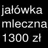 Sprzedam jałówkę po krowie mlecznej