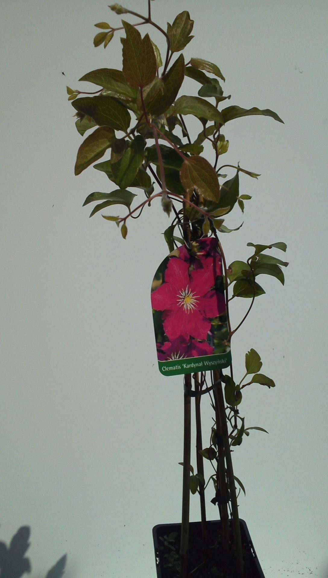 Clematis (powojnik) — zdjęcie 2
