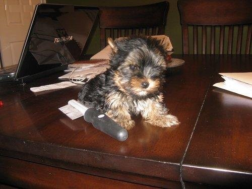 YORKIE SZCZENIĘTA DO PRZYJĘCIA  500zl