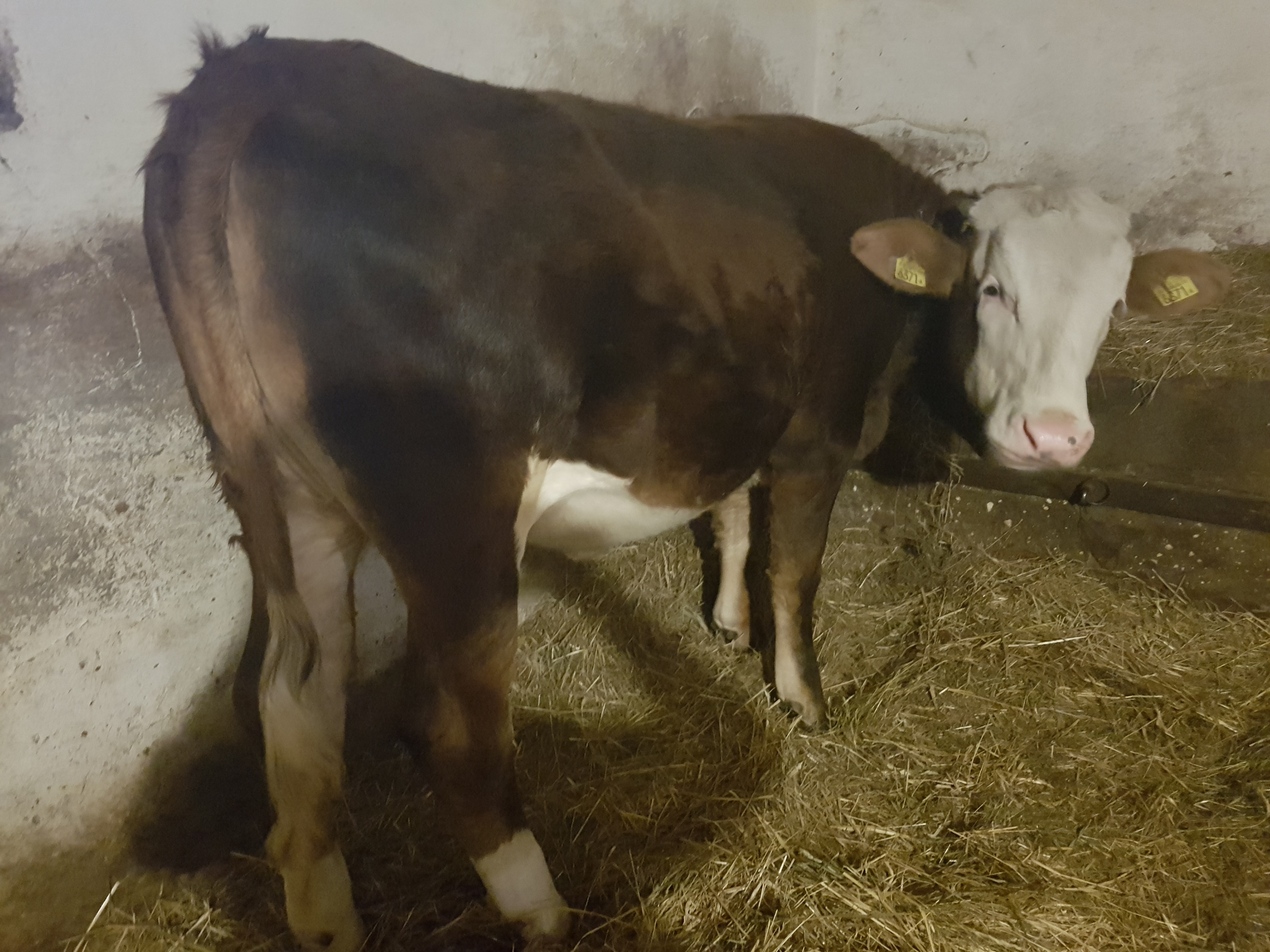 Jałówka po krowie 100% montbeliarde — zdjęcie 2