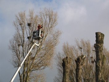 Formowanie, ścinanie drzew i krzewów ŁÓDŹ/okolice — zdjęcie 2