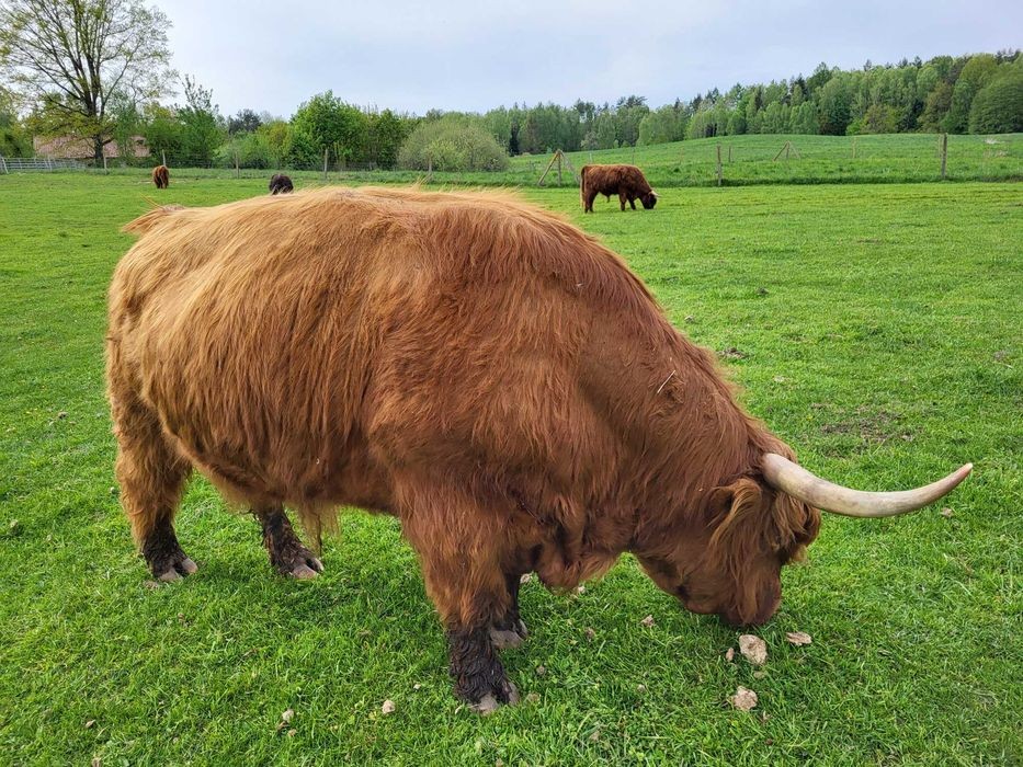 100% Rasowy buhaj byk rozpłodowy highland bydło szkockie wpis PZHiPBM — zdjęcie 2