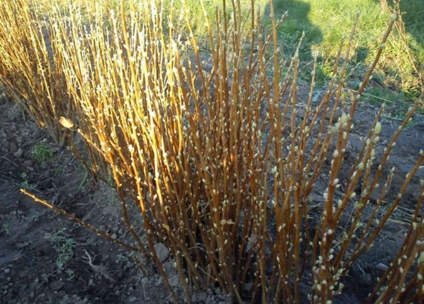 Sadzonki czarnej porzeczki - sprzedam — zdjęcie 2