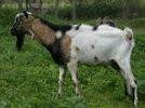 Sprzedam KOZY i CAPY — zdjęcie 3