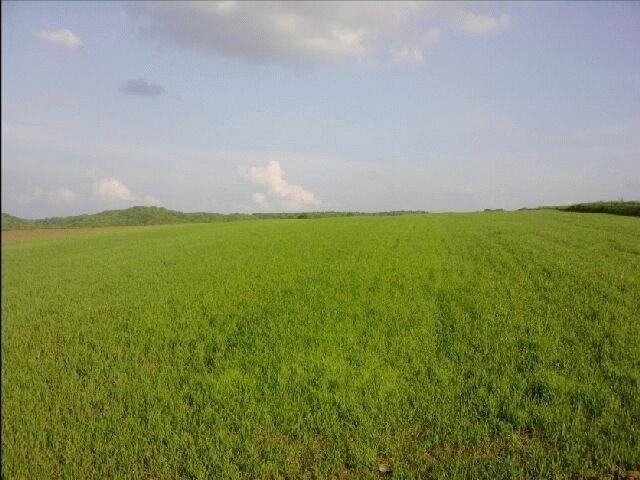 Działka do sprzedania — zdjęcie 1