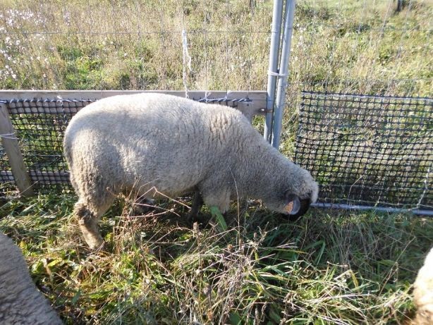 Barany i owca czarnogłówki na sprzedaż — zdjęcie 6