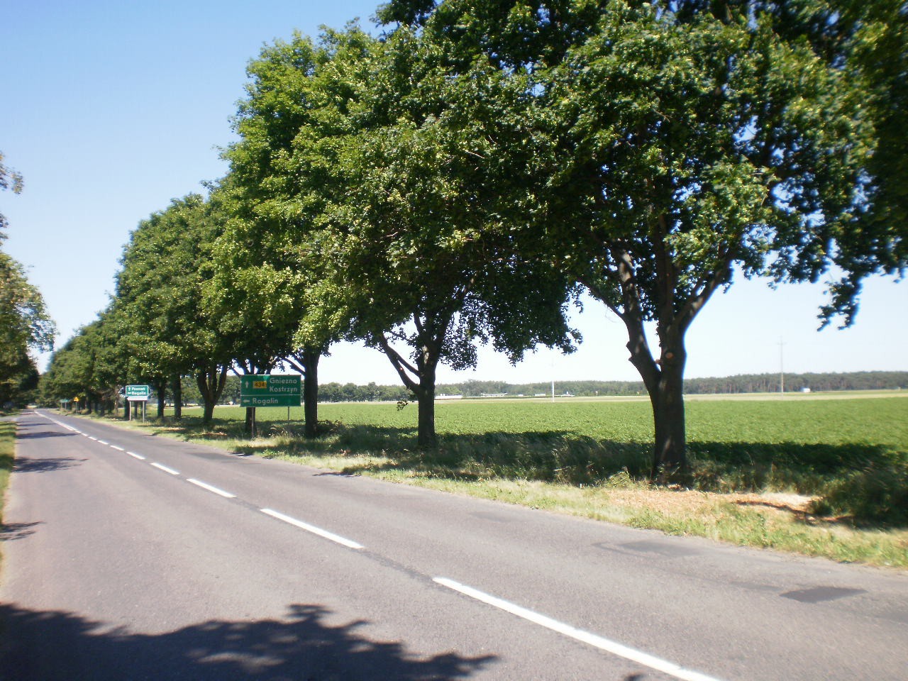 ZBRUDZEWO k/Śremu 4,5 ha sprzedam — zdjęcie 3