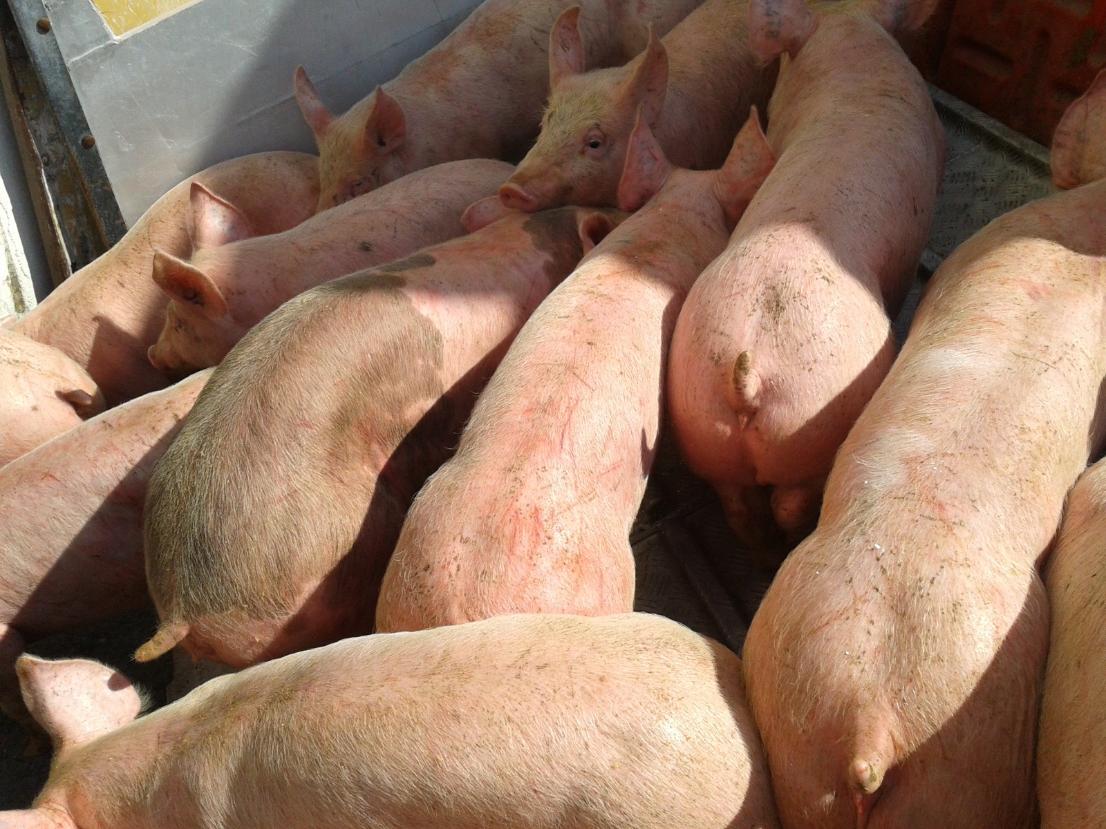 500 PROSIĄT 20 kg
