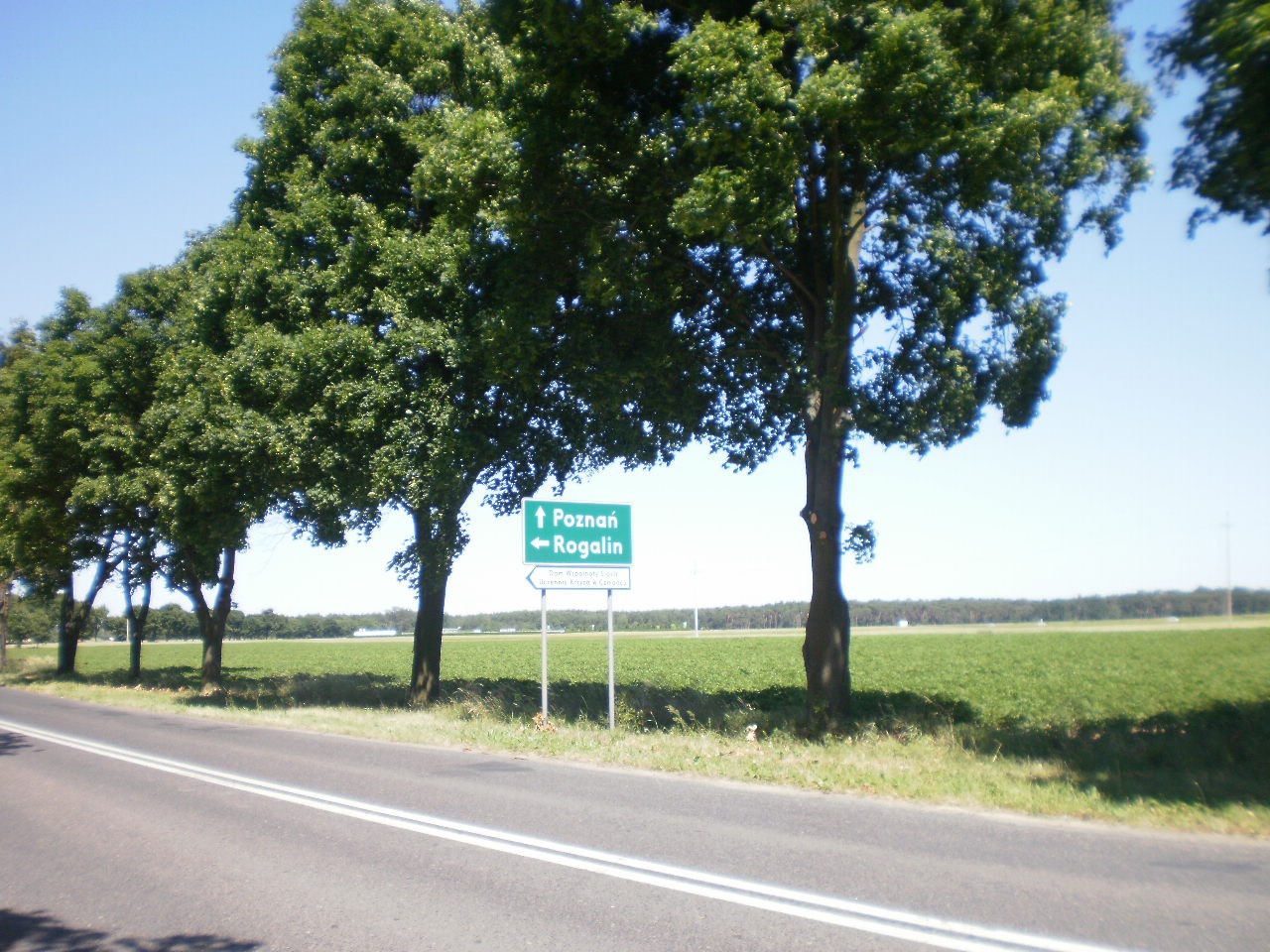 ZBRUDZEWO k/Śremu 4,5 ha sprzedam — zdjęcie 1