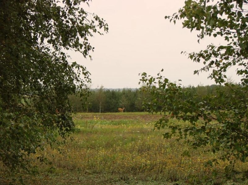 BEZPOŚREDNIO PONIATOWO ROLNA 20200m2 — zdjęcie 1