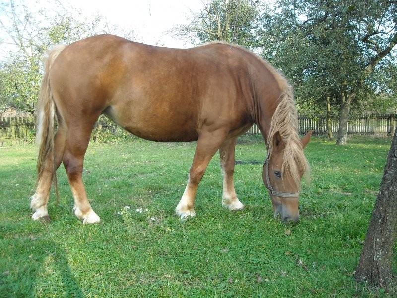klacz