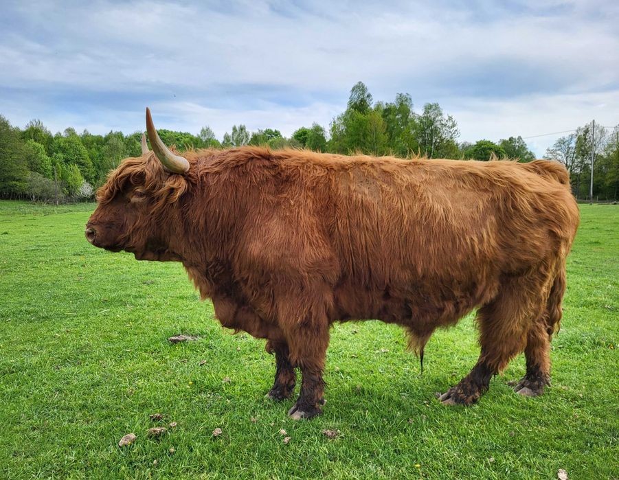100% Rasowy buhaj byk rozpłodowy highland bydło szkockie wpis PZHiPBM — zdjęcie 3